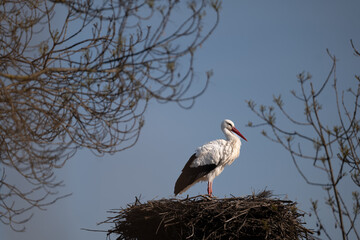 stork in the nest