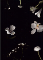 flowers scans