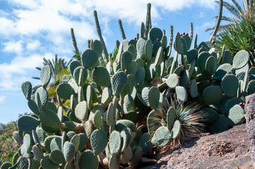 opuntia ficus indica is a species of cactus that has long been a domesticated crop