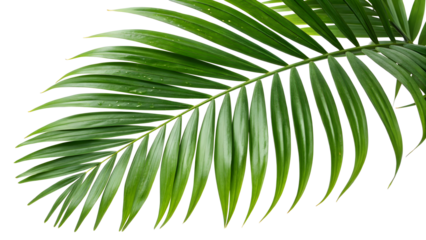 palm tree leaves
