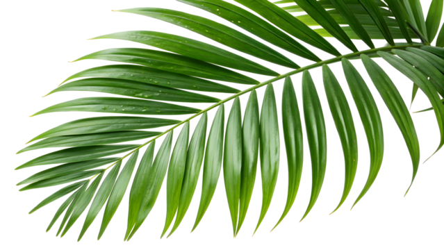 palm tree leaves