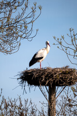 stork in nest