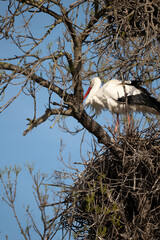 stork in nest