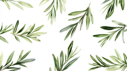 Obraz premium Delicate hand-painted rosemary sprigs scattered elegantly on pristine white background, botanical watercolor illustration with soft green leaves and stems showing fine detail texture, gentle shadows