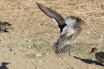 飛翔するオナガガモ1