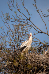 stork in the nest