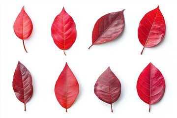 Un insieme di foglie rosse su uno sfondo bianco, evidenziando la bellezza della natura.