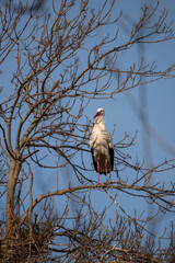 red tailed hawk