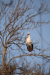 stork on the nest