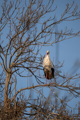 stork in nest