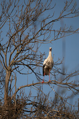 stork on nest
