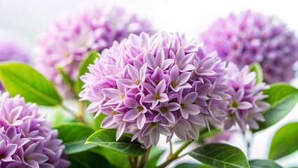 Macro Photography: Delicate Light Purple Flower Bush, Isolated on White Background