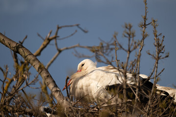 stork in nest