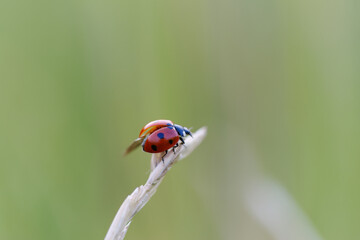 cute red bug crawls up the blade of grass, cute bug from the behind, ladybug on the top of a blade of grass, close-up of a ladybug, red beetle on a blade of grass, close up insect, Coccinellidae