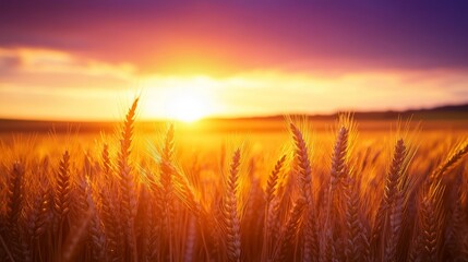 Fototapeta premium Golden wheat stalks swaying in gentle breeze, vast rolling field stretches to horizon, dramatic orange and purple sunset sky, long shadows cast across amber waves, dusty warm atmosphere, glowing rim