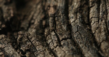 Close-Up of Cracked Tree Bark with Deep Grooves