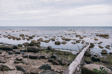 Fallen Tree on a Rocky Baltic Sea Shore in Kaltene, Latvia