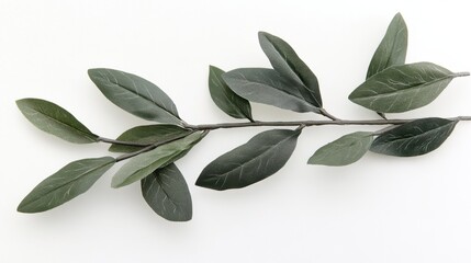 Naklejka premium Elegant olive branch with green leaves on white background studio shot for organic product presentation