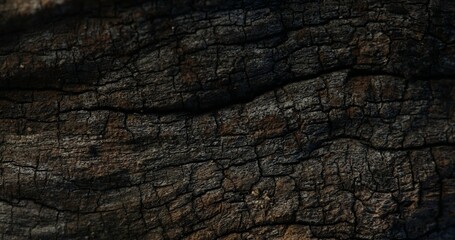 Detailed Close-Up of Cracked Tree Bark Texture