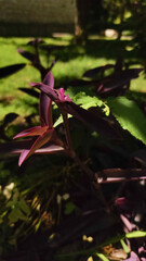 Purple heart plant growing in summer garden in croatia