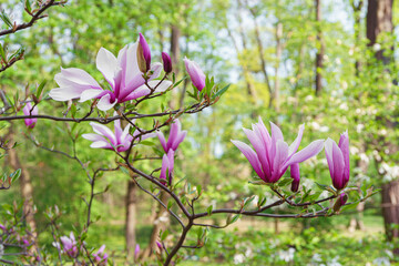 Blooming tree branch with pink Magnolia soulangeana Galaxy flower close up in park or garden on green background with copy space. Nature, floral, gardening, plant breeding. © katyamaximenko