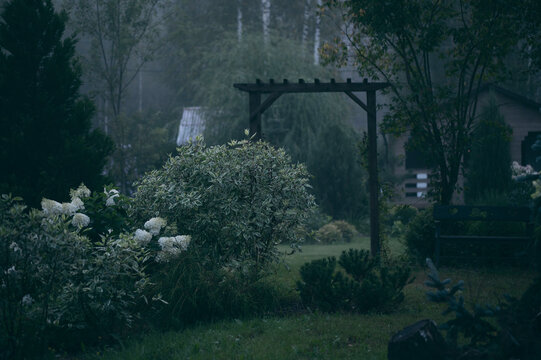 misty foggy evening ornamental garden with wooden archway (pergola). Blooming hydrangea paniculata and cornus alba.