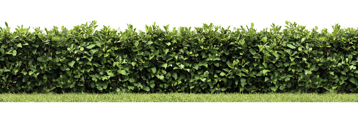 Lush green hedge trimmed neatly, placed on white or transparent background