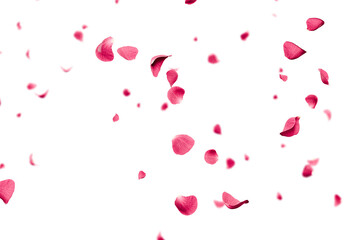 Pink rose petals falling overlay 3d render