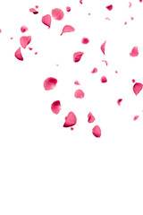 Pink rose petals falling overlay 3d render