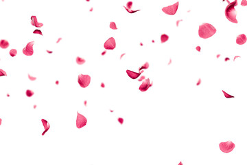 Pink rose petals falling overlay 3d render