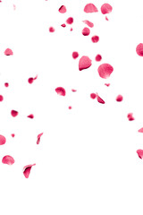 Pink rose petals falling overlay 3d render