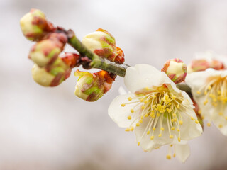 雨に濡れた梅の花と蕾23