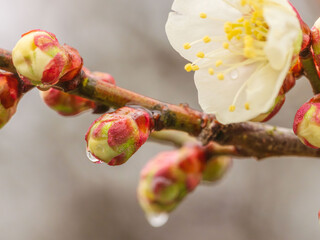 雨に濡れた梅の花と蕾01