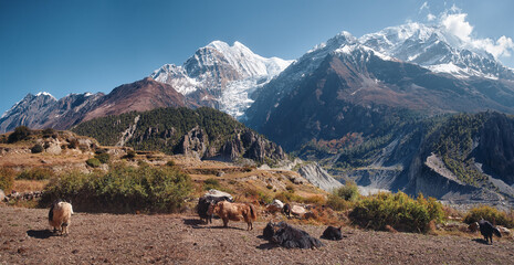 Panoramic view of snow mountains and forests of Annapurna massif in Himalayas with resting yaks, where trekking route passes in Annapurna,, Nepal