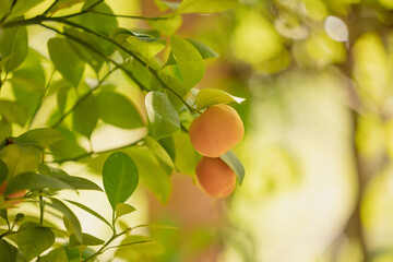 Ripe cumquats on tree branch with green leaves in a sunlit orchard