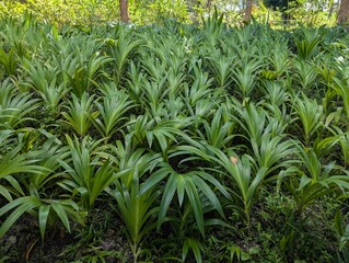 Fan shaped green glossy leaves of Palmita plant (Xiphidium caeruleum)