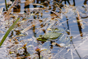 Close-Up of Frog Sitting on Log in Tranquil Pond Environment