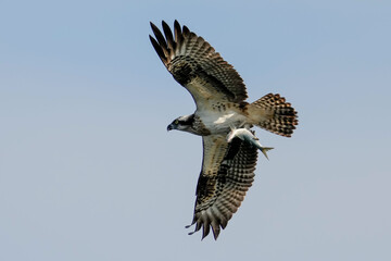osprey is hunting a fish