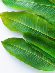 Fototapeta premium Lush Green Leaves Texture Close Up Natural Pattern Tropical Foliage Botanical Beauty Freshness Brightness Simplicity Serenity Background Plant Detail