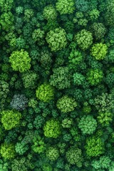 Aerial View of Lush Green Forest Canopy with Diverse Tree Species in a Dense Woodland Ecosystem