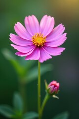 Delicate pink and purple cornflower, isolated , wild, perennial