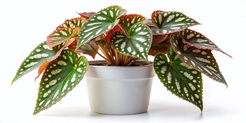 Obraz premium Minimalist Polka Dot Begonia in White Pot – White Background Stock Photo