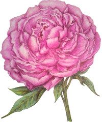 Colorful Pencil Drawing Of Pink Peony Flower