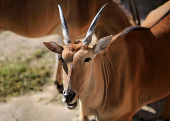 Antelope Impala ( Aepyceros melampus)
