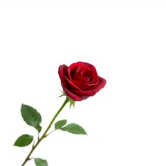 High-resolution image for commercial use, a professionally shot stock photo of a single, perfectly isolated red rose with its deep crimson color 