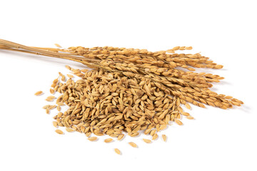 rice seeds wrapped in husks isolated on white background.Drying the paddy