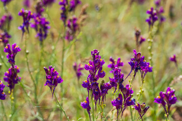 flowering grass in the mountains of Almaaty. purple flowers in the steppe of Kazakhstan