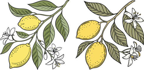 Hand drawn lemon fruits with leaves and flowers