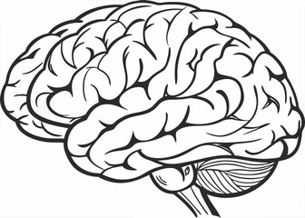 realistic yet artistic brain illustration in black and white
