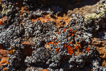 Xanthoria wallis on rocks in the mountains. colored lichen on rock. texture of moss on granite